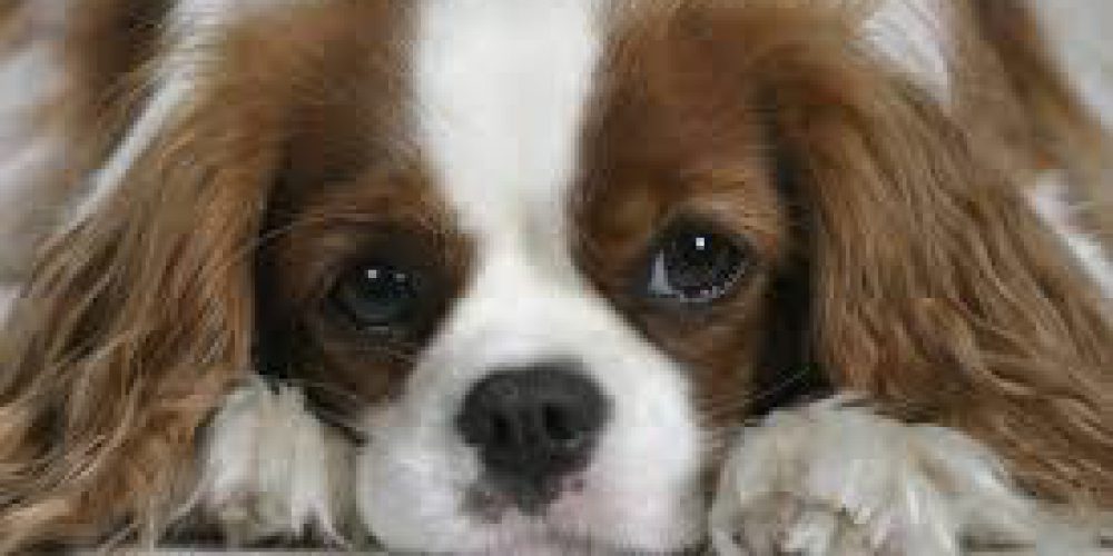 Nález dvou psů – 30.5.2017 Velká Bystřice