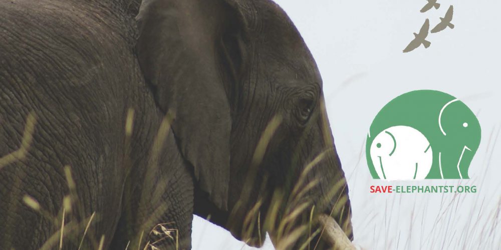 Výstava SAVE ELEPHANTS