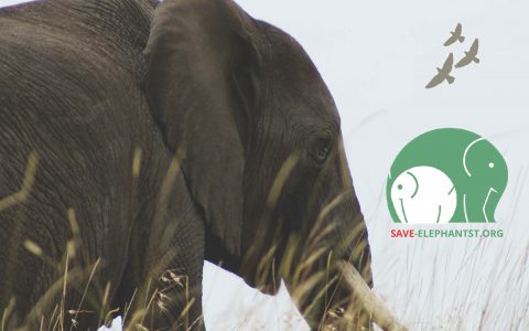 Výstava SAVE ELEPHANTS